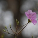 세알콩깍지