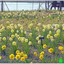 써니사이드업 이미지