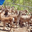 계곡사슴팬션 이미지