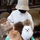 메르시몽프레 포메분양&애견카페 이미지