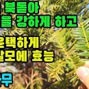 비자나무(옥과)―양기를 북돋아 성 능력의 강화 및 근골을 튼튼하게 하며, 폐를 보호·윤택하게 하고, 항암작용,강장,건위,정장작용,기생충 이미지