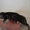 소유뱅갈캐터리 이미지