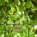 미르피아 이미지