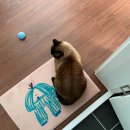 DOG.(독점) 이미지