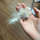 고양이 미용실 그냥 이미지