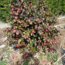 동백아가씨 이미지