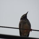 찌르레기 화장실 이미지