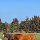 팜팜스테이 이미지