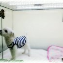 민들레장 이미지