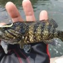 로드스테이1 이미지