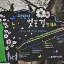 2025 언양 작천정 벚꽃축제 ㅡ 울산 가볼만한 곳 봄여행지 추천