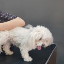 홍은애견미용 이미지