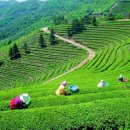 녹차랑 갈비랑 이미지