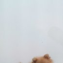 아름동물병원 이미지