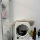 애견미용실 | 마포 애견미용실 욜랑욜랑 애견미용실 비숑 스포팅 후기