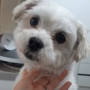 심쿵하개 이미지