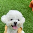 우리집 댕댕이 이미지