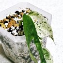 루시플랜트