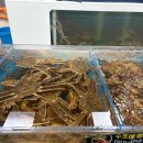 에이스 성인 PC 이미지