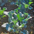 브로콜리 민박 이미지