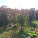 무화과, 홍가시, 블랙베리 이미지