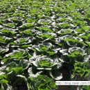 윤희농장 이미지