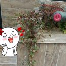 비지빈 이미지