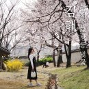 수로왕릉(내부입구좌측) | 김해 벚꽃명소 김해수로왕릉 벚꽃 포토존