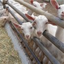 숲속산양목장 이미지