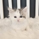 분당고양이분양 나비캣 이미지