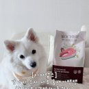베타고랩스 | 강아지사료 추천 디어랩스 울애기쌩쌩 연어 수제사료 급여 후기