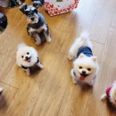 가평 아름마루 독채 애견펜션2 이미지