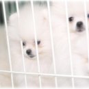 화이트폼 이미지