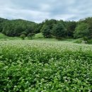 메밀꽃회관 이미지