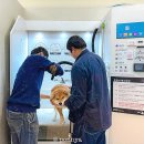 미용하개 | 하남미사 애견목욕탕 목욕하개 미용하개 24H 셀프 목욕 주기는?