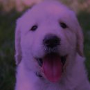 행복한 강아지 이미지