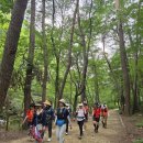 대한노인회동구노인회관 | 황장목과 떼꾼 이야기