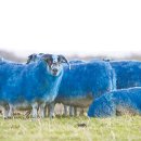2015년 을미년 양(청양띠)의 해 * 히말라야 블루양 Himalayan blue sheep 이미지