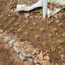 동림꽃농원 이미지