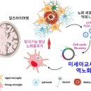 노화 뇌세포 젊게 되돌리는 기술 개발…국내 연구진, 치매치료 가능성 제시 이미지