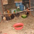 복돌이네 이미지