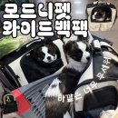 스타켄넬 | 모드니펫 와이드 백팩 강아지 이동가방 사용 후기
