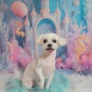 아보네 멍빌리지 이미지