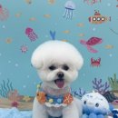 디어마이몽 이미지