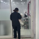 아콩하우스 | 부평애견미용 강아지 비숑 미용 잘하는 곳, 아콩하우스 후기