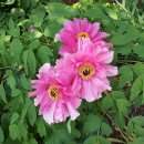 신정약초 이미지