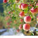 사과향기 이미지