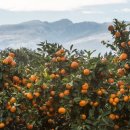 제주특별자치도개발공사(제2감귤공장) 이미지