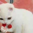 고양이 미용 미오 이미지