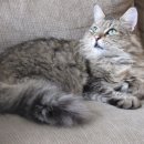 탑 동물병원 이미지